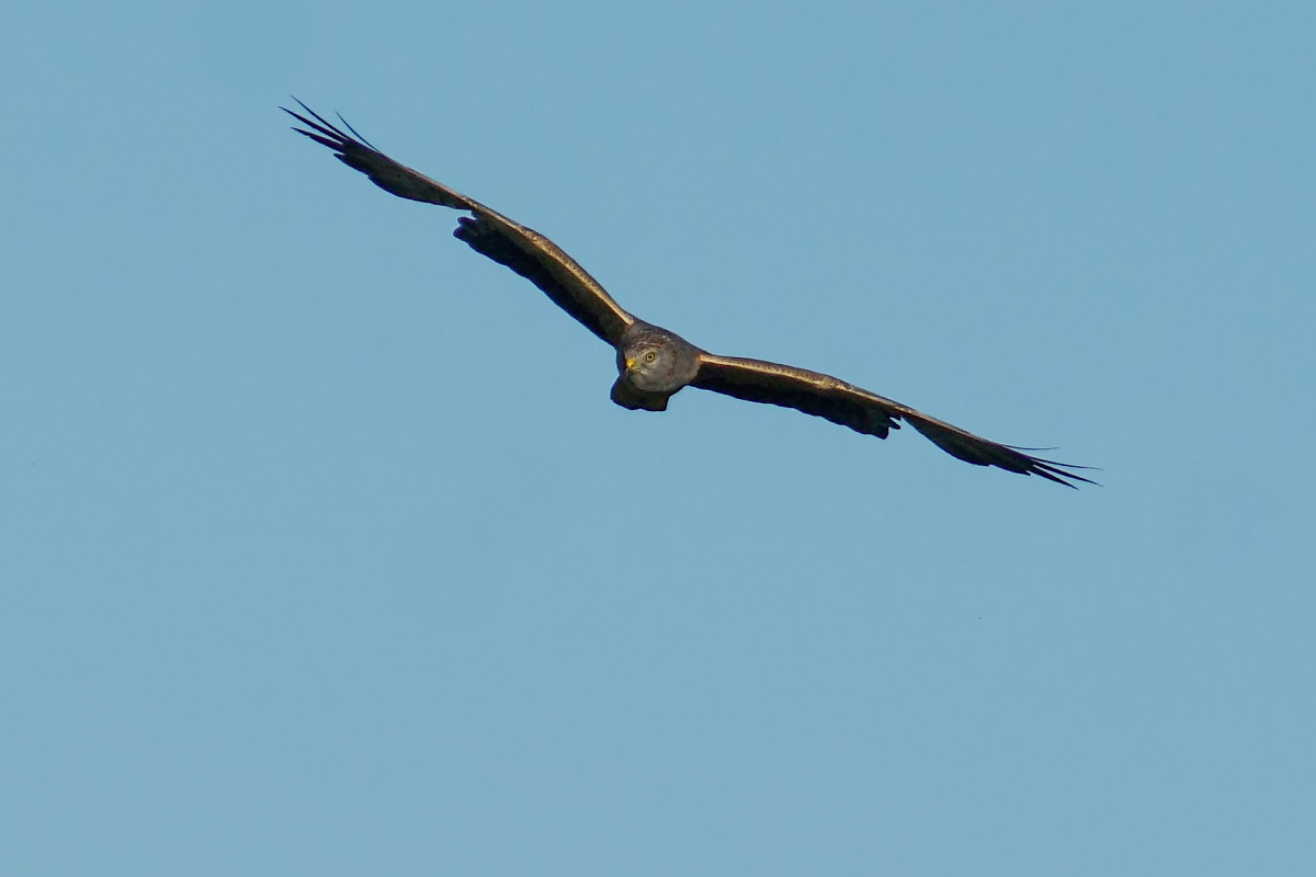 Click to enlarge